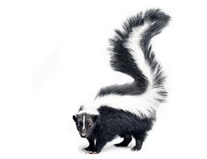 Is a Skunk a Dangerous Animal? What About Poison Ivy ...
